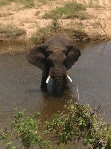 olifant bij Mopani Picknick