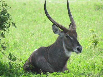 afrikaanse dierennamen