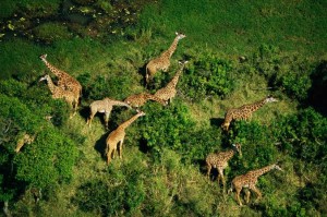 berichten Krugerreservaat van 9 januari 2017