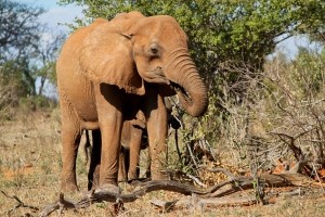 berichten Krugerreservaat van 9 januari 2017