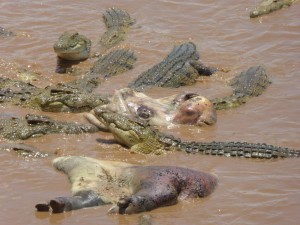 Een grote groep hongerige Krugerpark krokodillen doet zich tegoed aan een nijlpaarden karkas