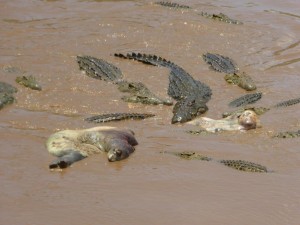 Een grote groep hongerige Krugerpark krokodillen doet zich tegoed aan een nijlpaarden karkas