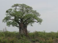 kruger-17-oktober-2012-006