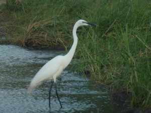 De strandhoudende rivieren met aangrenzende dichte bossen vormen een populair leefgebied voor waterminnende vogels. De strandhoudende rivieren met aangrenzende dichte bossen vormen een populair leefgebied voor waterminnende vogels. - Marjo Kruger 2012 504