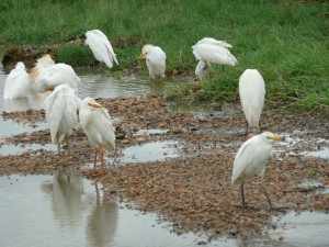 De strandhoudende rivieren met aangrenzende dichte bossen vormen een populair leefgebied voor waterminnende vogels. De strandhoudende rivieren met aangrenzende dichte bossen vormen een populair leefgebied voor waterminnende vogels. - Marjo Mopani eerste week 2011 190