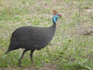 Tot slot is er nog een categorie vogels; de gevleugelde exemplaren die wat minder 'vluchtig' zijn bij bird watching en waar je in ieder geval meestentijds geen verrekijker voor nodig hebt. Tot slot is er nog een categorie vogels; de gevleugelde exemplaren die wat minder 'vluchtig' zijn bij bird watching en waar je in ieder geval meestentijds geen verrekijker voor nodig hebt.