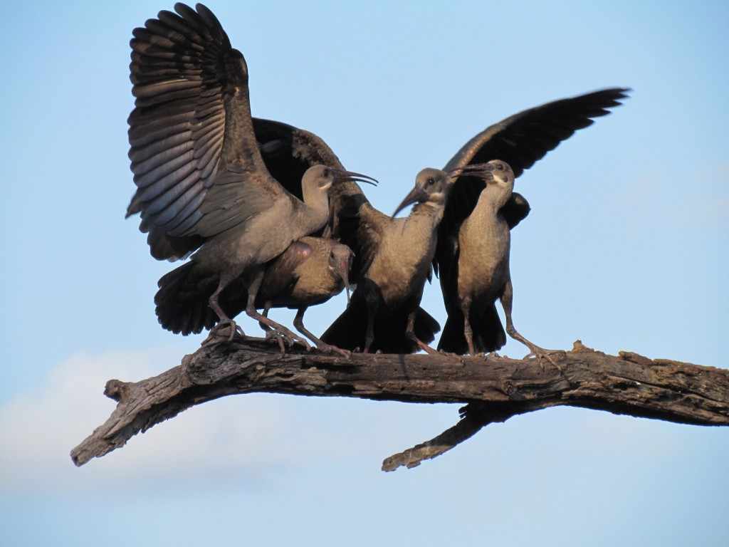 Dé plek voor bird watching in het Krugerpark is een zogenoemde 'hide'. Hiervan zijn er een groot aantal in het park te vinden. Ook Lake Panic hide is speciaal ingericht voor bird watchers. Dé plek voor bird watching in het Krugerpark is een zogenoemde 'hide'. Hiervan zijn er een groot aantal in het park te vinden. Ook Lake Panic hide is speciaal ingericht voor bird watchers. SX30, Kruger 25 jan. 2011 064