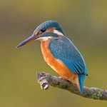 het inlandse ijsvogeltje kan hun bird watching behoefte bevredigen. het inlandse ijsvogeltje kan hun bird watching behoefte bevredigen - .ijsvogel Common_Kingfisher_Alcedo_atthis