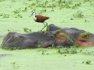 Nijlpaard in Krugerpark - NIJLPAARD 'AFRICA' IN KAMEROEN NIJLPAARD 'AFRICA' IN KAMEROEN Het zijn koddige dieren, nijlpaarden, Sinds mei 2006 staat het nijlpaard op de IUCN Rode Lijst NIJLPAARD 'AFRICA' IN KAMEROEN Het zijn koddige dieren, nijlpaarden, Sinds mei 2006 staat het nijlpaard op de IUCN Rode Lijst