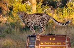 Zuid-Afrika-cheetah-krugerpark