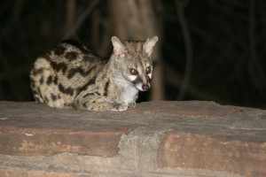 's Avonds stelt een loslopende genet-kat zich tactisch op, vlak bij de braai in Punda Maria, in afwachting of er iets overblijft van het geurige gebraad van de kampgasten. IMG_3178 's Avonds stelt een loslopende genet-kat zich tactisch op, vlak bij de braai in Punda Maria, in afwachting of er iets overblijft van het geurige gebraad van de kampgasten. IMG_3178