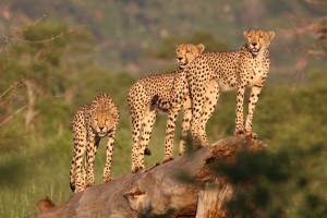 Onze 13-daagse Krugerpark reis van 13 tot 25 maart 2018.