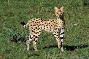 Krugerpark bush moment, Serval kat Krugerpark bush moment, een serval-kat