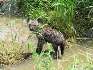 Onze 13-daagse Krugerpark reis 2018 van 13 tot 25 maart 2018.