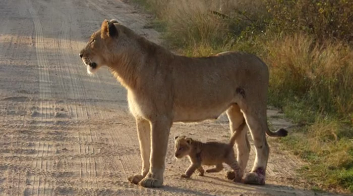 Caring cats Katachtige moeders in de natuur doen dat overigens niet zo draconisch als het lijkt. Katachtige krugerpark Wildlife Leeuwen Kat. Caring cats Katachtige moeders in de natuur doen dat overigens niet zo draconisch als het lijkt. Katachtige krugerpark Wildlife Leeuwen Kat.