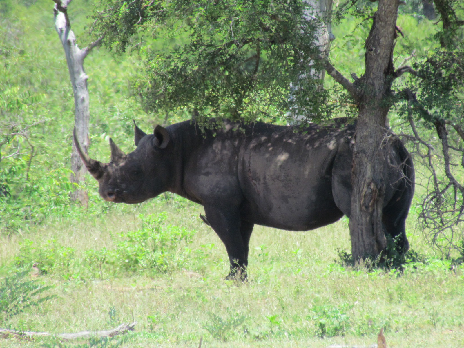 puntlip neushoorn / foto: 31 januari 2011