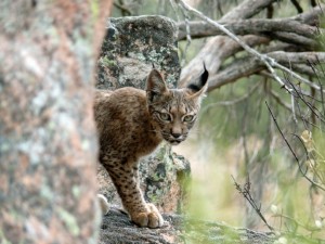 happy new wildlife year - iberische-lynx
