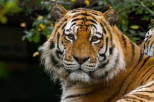 happy new wildlife year