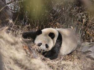 happy new wildlife year