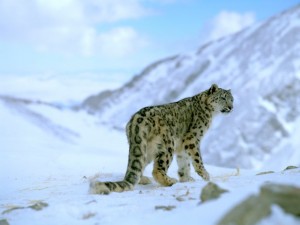 happy new wildlife year