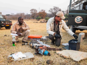 Het in 1992 opgerichte Painted Dog Conservation Project heeft als doel de wilde honden ( Afrikaanse painted dogs in Zimbabwe ) te beschermen.